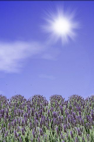 Lavender Field Free